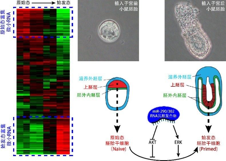 北京大学分子医学研究所汪阳明研究组发现促进胚胎干细胞由原始态向始发态转化的微小RNA