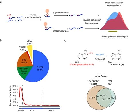 生命科学学院伊成器研究组在自然·化学生物学报道新型甲基化腺嘌呤RNA修饰谱图