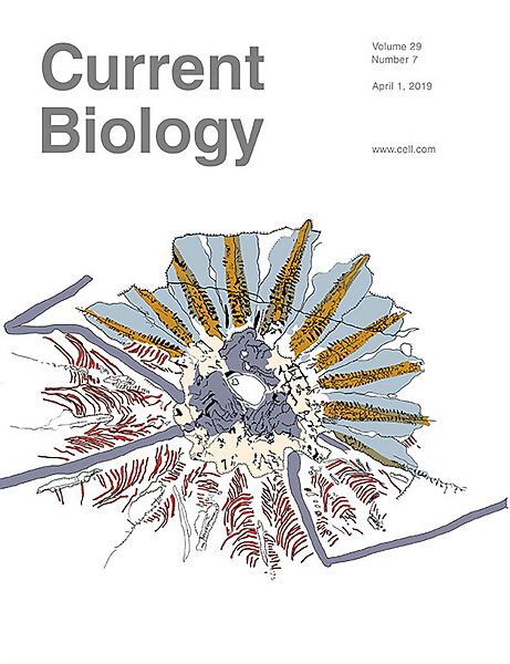 Current Biology封面文章发表澄江生物群最新研究成果